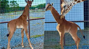 Vienintelė planetoje: JAV zoologijos sode gimė vienspalvė žirafa