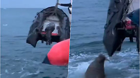 Nufilmuota, kaip vėplys išvijo rusų turistus ir pradūrė jų valtį