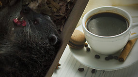 Brangiausios kavos pupelės – iš gyvūnėlio virškinamojo trakto: skonis susuka galvą gurmanams