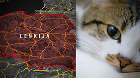 Lenkijoje katėms nustatytas paukščių gripas: ką svarbu žinoti naminių gyvūnų augintojams?
