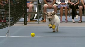 Linksmai: Venus Williams ir geriausi pasaulyje kamuoliukų padavinėtojai