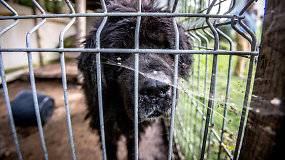 Lietuvos čempionei – išmatų pilnas voljeras ir šeimininko abejingumas