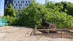 Vilniaus savivaldybė pristato tolesnius savo veiksmus dėl nukirsto ąžuolo