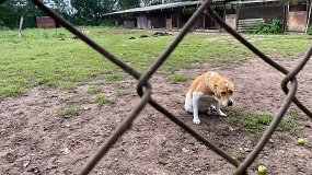 Prie gyvūnų veisyklos Širvintose savanoriai budi jau antra para: vietą vadina skerdykla