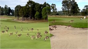 Kengūrų banda įsiveržė į golfo aikštyną Australijoje