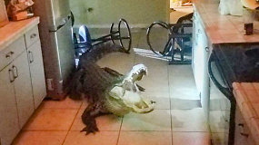 Virtuvėje rado staigmeną: naktį į namus įsibrovė milžiniškas aligatorius