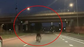 Naktį Vilniaus gatvėmis bėgiojo me&scaron;ka