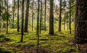 Anyk&scaron;čiuose, &Scaron;imonių girioje, įrengtas naujas pažintinis mar&scaron;rutas, vedantis Algimanto apygardos partizanų kovos takais 