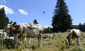 Nuo kaitros kenčiančioms karvėms padeda &Scaron;veicarijos kariai