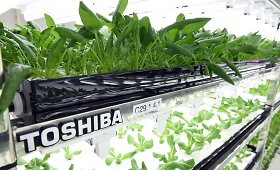 Japonijoje &bdquo;Toshiba&ldquo; pristatė prie dirbtinės &scaron;viesos auginamų daržovių fabriką 