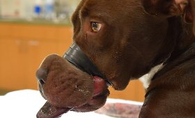 Kalytė Caitlyn, kurios snukį užri&scaron;o sadistai