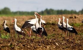 Gandrai traktorių nebijo