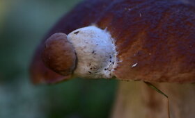 Konkursas &bdquo;Rudens laimikis&ldquo;: skaitytojų nuotraukos