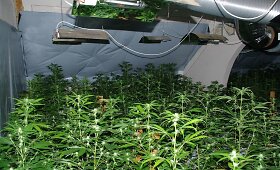 Nelegaliai auginamos kanapės