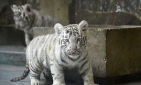 Bratislavos zoologijos sodą papildė trys baltojo tigro jaunikliai