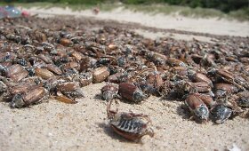 Klaipėdoje tvarkomas negyvais karkvabaliais nusėtas pajūris 