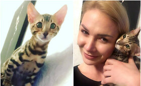 Natalijos Bunkės augintinis &ndash; Bengalijos katinas Maiklas