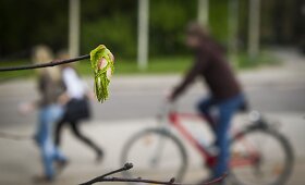 Minant sostinės dviračių takais: pabudusi gamta ir pavasariu besidžiaugiantys vilniečiai 