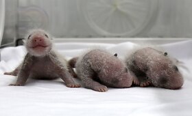 Kinijos zoologijos sodas pristatė pirmajį pasaulyje i&scaron;gyvenusį pandų jauniklių trejetuką