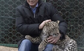 Rusijos prezidentas Vladimiras Putinas Sočyje glostė persinio leopardo jauniklius