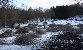 Gražėja Pavilnių regioninis parkas