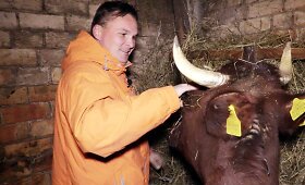 Giedrius Le&scaron;kevičius laidoje &bdquo;I&scaron;gyvenk, jei gali&ldquo; melžė karves