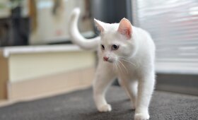 Du grąžinami katinėliai pra&scaron;o i&scaron;gelbėti ir priglausti!