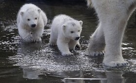 Beveik trijų mėnesių baltojo lokio jaunikliai pasirodė Nyderlandų zoologijos sodo lankytojams
