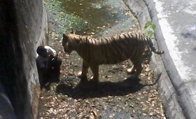 Indijos zoologijos sode tigras sudraskė moksleivį