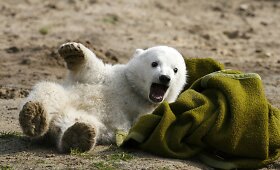 Berlyno zoologijos sode atidengtas paminklas baltajam lokiui Knutui