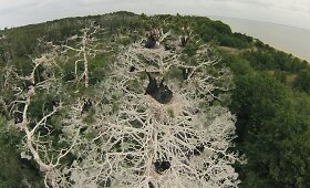 Kur&scaron;ių nerijos sengirę naikinantys kormoranai i&scaron; pauk&scaron;čio skrydžio