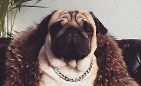 Monikos Kazakevičiūtės-Krik&scaron;čiūnienės ir Jono Krik&scaron;čiūno mopsas Hugo