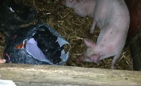 Tel&scaron;ių rajono gyventoja kontrabandinius rūkalus laikė tarp kiaulių ir jų mė&scaron;lo