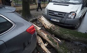 Klaipėdoje ant važiuojančio automobilio užvirto medis