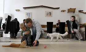 Kačių kavinės visame pasaulyje