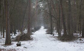 Vilniuje tvarkomas Vingio parkas