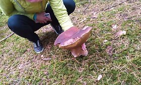 Antanavo mi&scaron;ke baravyką-milžiną galima rasti ir lapkritį