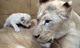 Lenkijos privačiame zoologijos sode baltoji liūtė atsivedė tris jauniklius