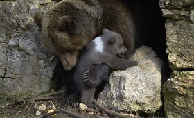 &Scaron;veicarijos gyvūnų parko lankytojus džiugina nedrąsiai pasirodantys rudosios me&scaron;kos jaunikliai