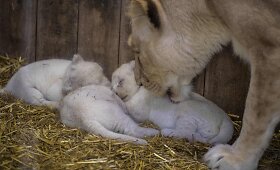 Prancūzijos zoologijos sode &ndash; keturi baltojo liūto jaunikliai