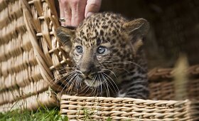 Tierpark zoologijos sodo lankytojams parodytas vasaros pradžioje gimęs leopardo jauniklis