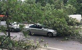 Ant Geležinio Vilko gatvės važiuojamosios dalies Vilniuje nuvirto medis
