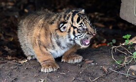 Česterio zoologijos sodas pasipildė trimis Sumatros tigro jaunikliais