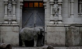 Prie&scaron; metus uždarytame Buenos Airės zoologijos sode dauguma gyvūnų vis dar narvuose
