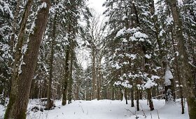Liepijų pėsčiųjų trasa &ndash; eik, kur gilės veda