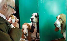 Didžiojoje Britanijoje vykstanti &bdquo;Crufts&ldquo; &scaron;unų paroda ir konkursas
