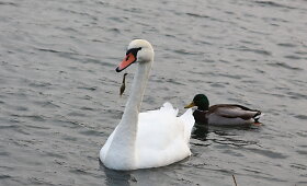 Žardės tvenkinyje i&scaron;gelbėta pusbadžiu gyvenusi gulbė