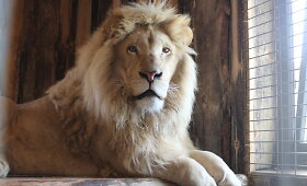 Klaipėdos zoologijos sode įsikūrė naujakuriai