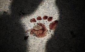 Bankoke per i&scaron;puolį prie&scaron; protestuotojų stovyklą žuvo mažiausiai du žmonės