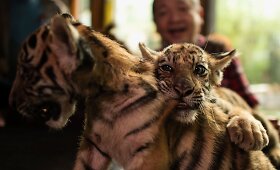 Bengalinių tigrų jaunikliai žavi Manilos zoologijos sodo lankytojus